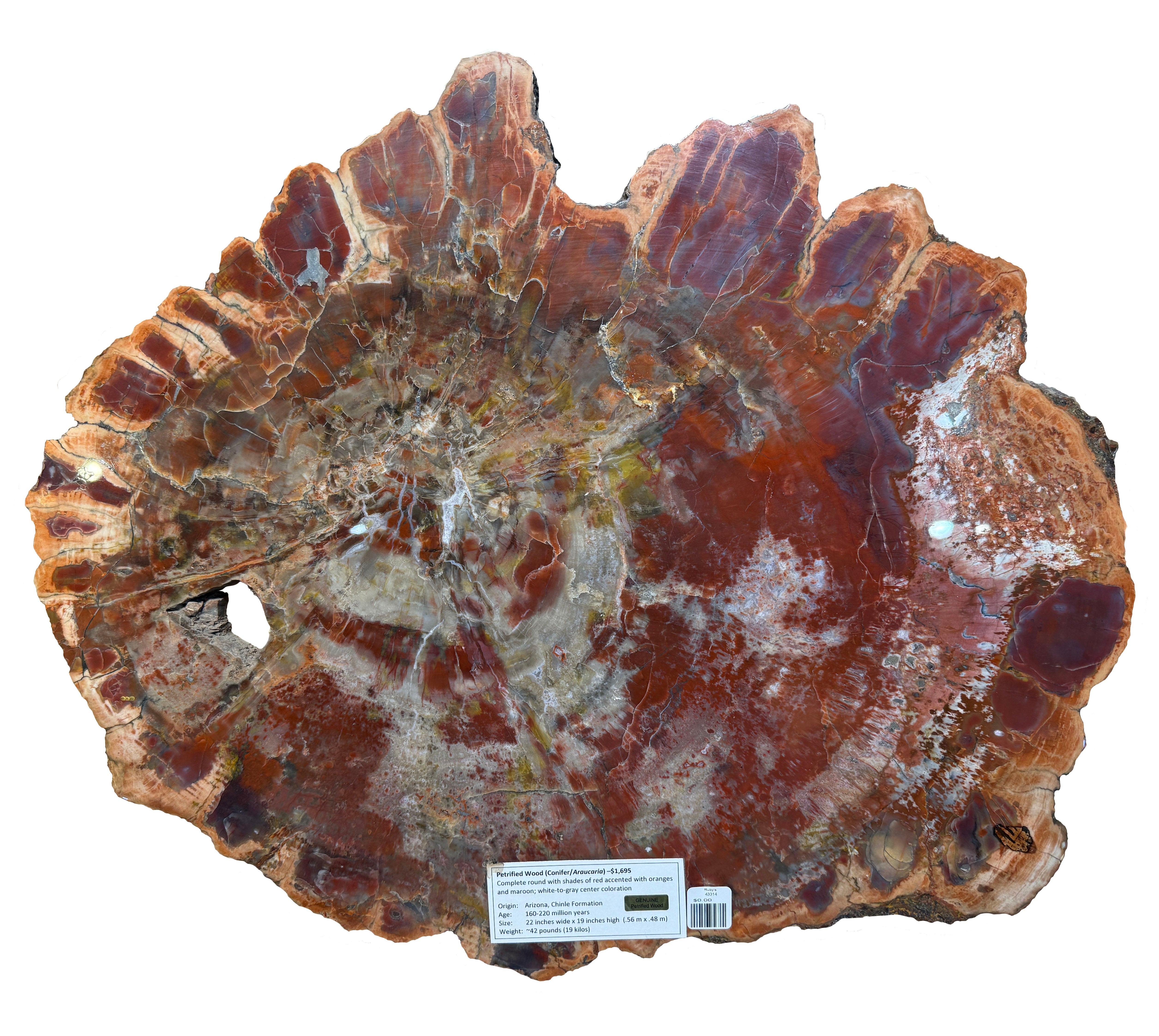 Petrified Wood Collection – Ancient Trees Preserved in Stone
