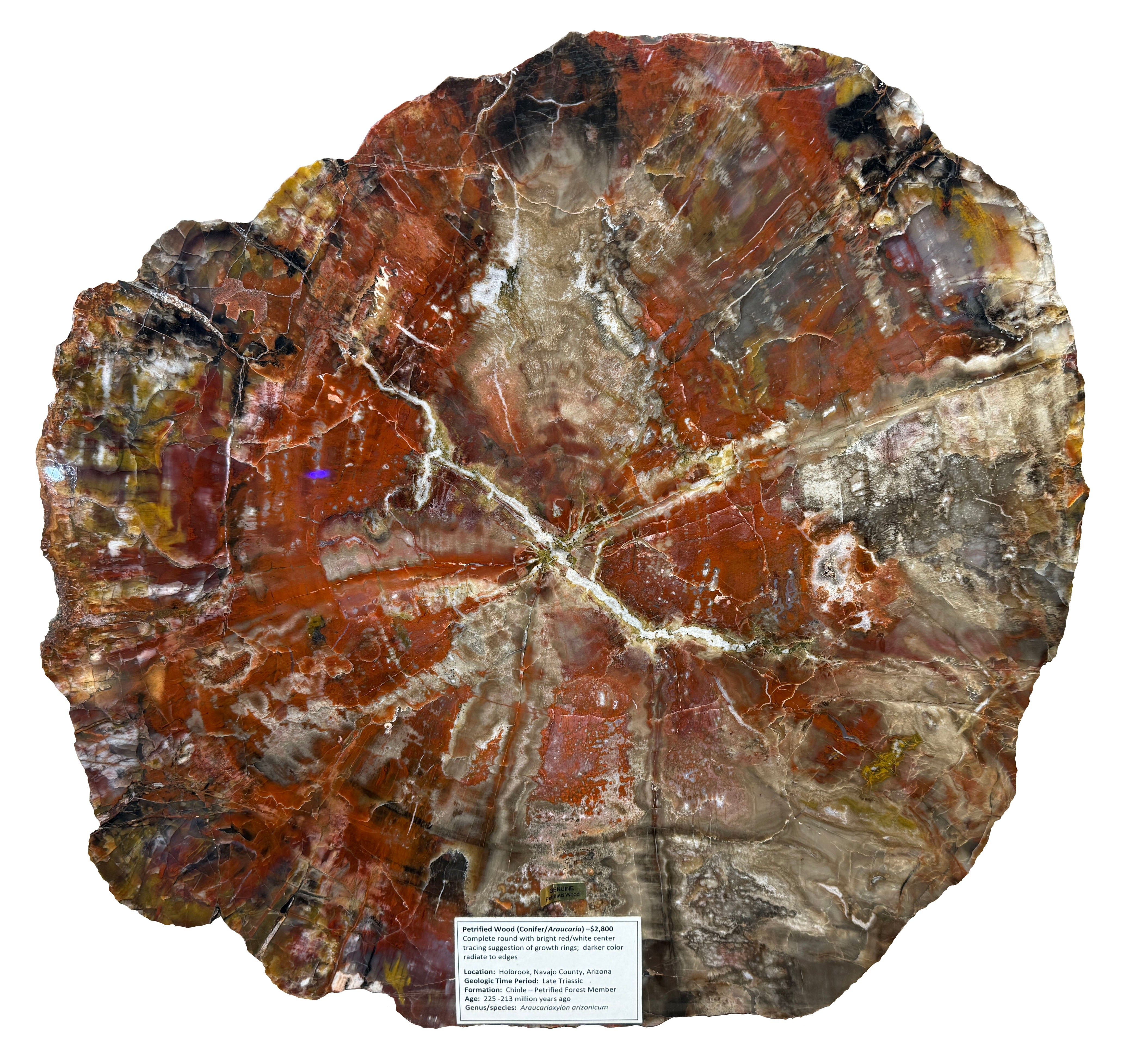 Petrified Wood: Conifer/ Araucarioxylon Arizonicum – Ruby's Inn