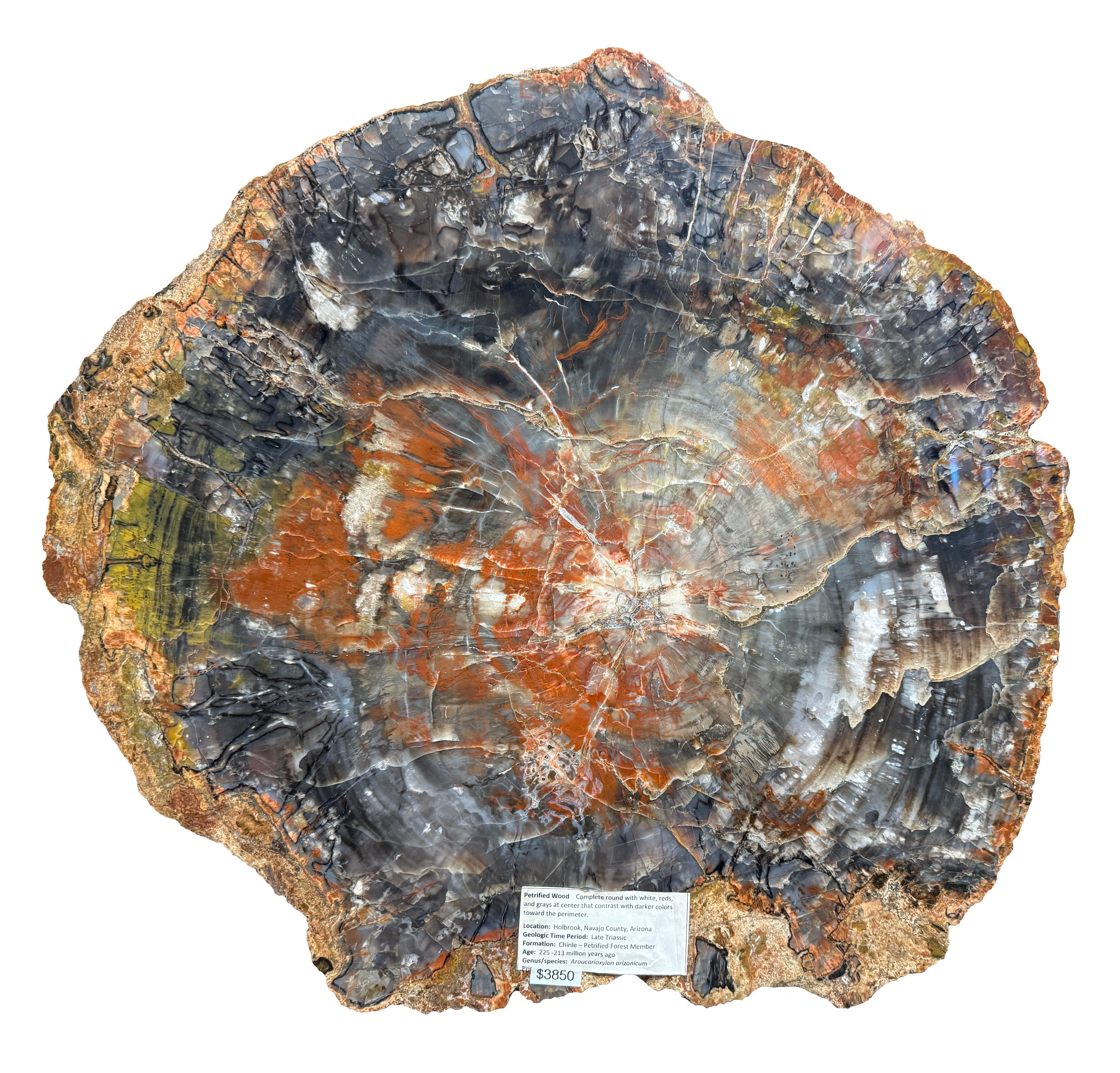 Petrified Wood: Conifer/ Araucarioxylon Arizonicum – Ruby's Inn